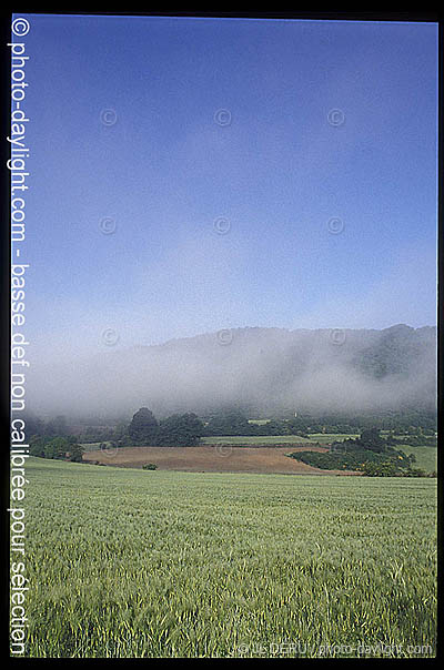 agriculture